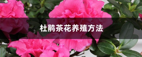 茶花杜鹃养殖方法