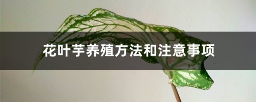 花叶芋养殖方法和注意事项