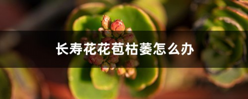 长寿花花苞枯萎怎么办